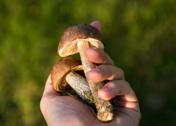 не отравитися