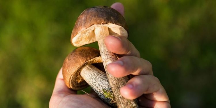 не отравитися