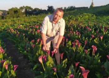 квіти висадив