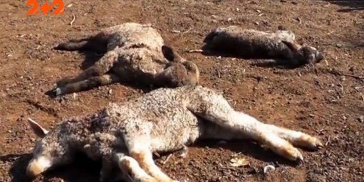 випило кров