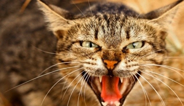 У Тернополі невідомий мучив кота