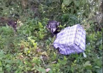 собака в сумці