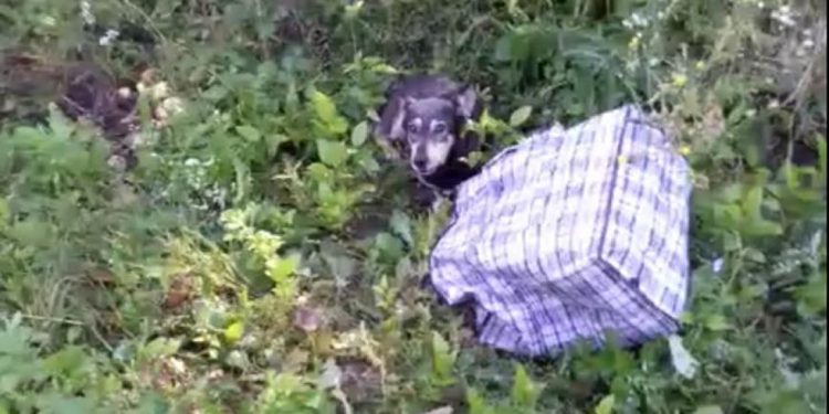 собака в сумці