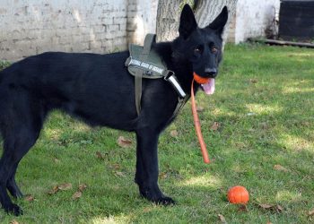 правопорядок