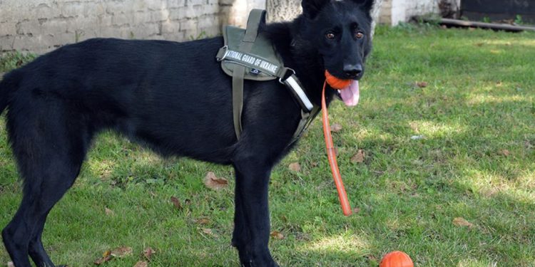 правопорядок