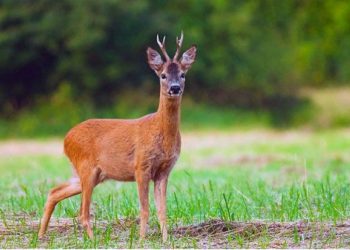 поранена тварина