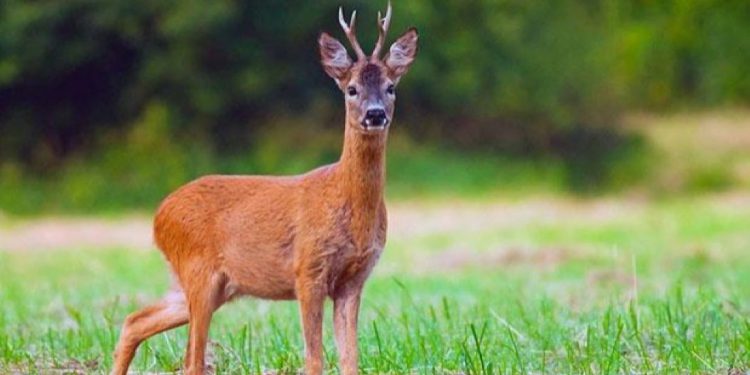 поранена тварина