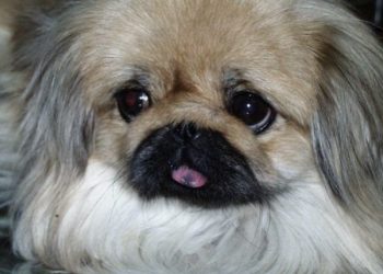 вбив собаку