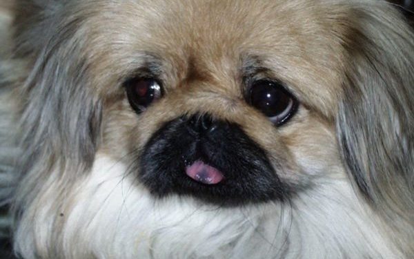 вбив собаку