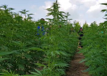 посіви коноплі