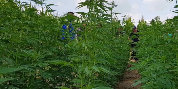 посіви коноплі