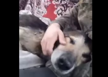 врятували з багнюки