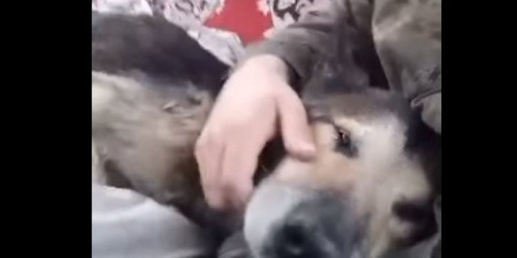 врятували з багнюки