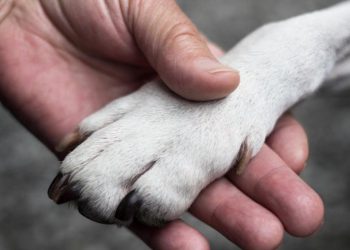 вилов тварин