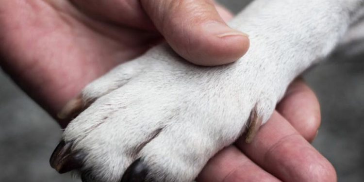 вилов тварин