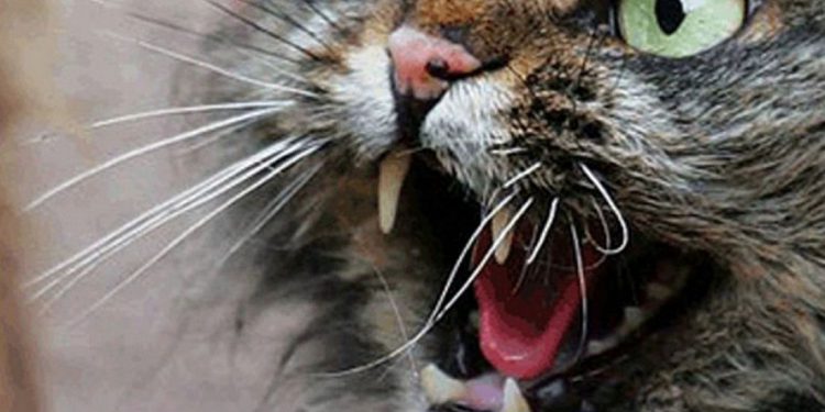 У Чорткові карантин через сказ