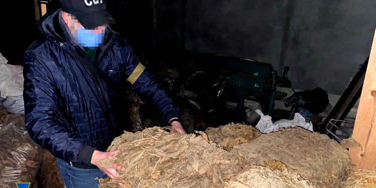 вирощування тютюну