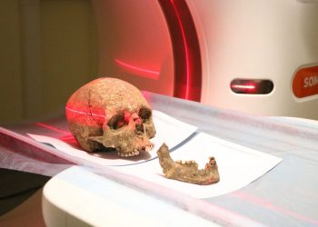 скелет історія