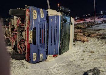 свині на дорозі