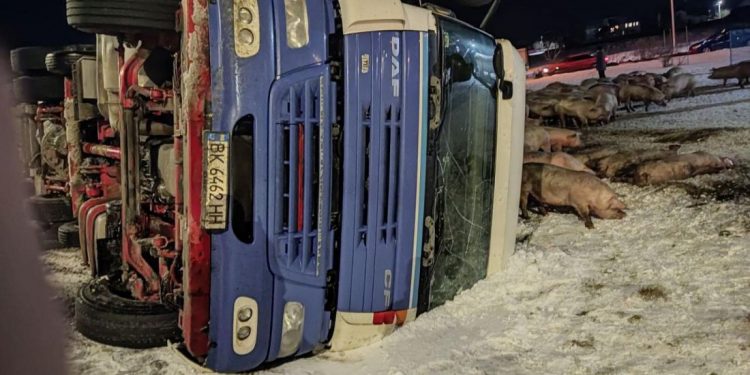 свині на дорозі