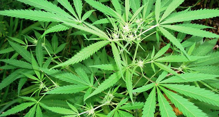 На ділянці пенсіонерки з Тернополя виявили коноплі