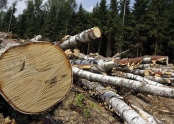 На Тернопільщині нещадно вирубували ліси: збитки мільйонні