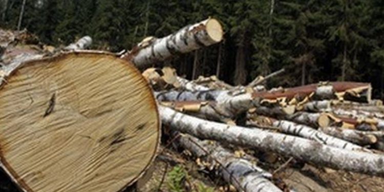 На Тернопільщині нещадно вирубували ліси: збитки мільйонні