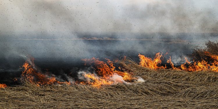 На Запоріжжі внаслідок ворожих обстрілів згоріло поле з пшеницею та склад з насінням (фоторепортаж та відео)