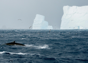 Китобійний промисел знищив морські екосистеми поблизу Антарктиди