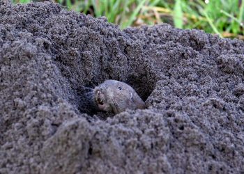 Гофери будують тунелі на 100 метрів углиб