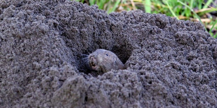 Гофери будують тунелі на 100 метрів углиб