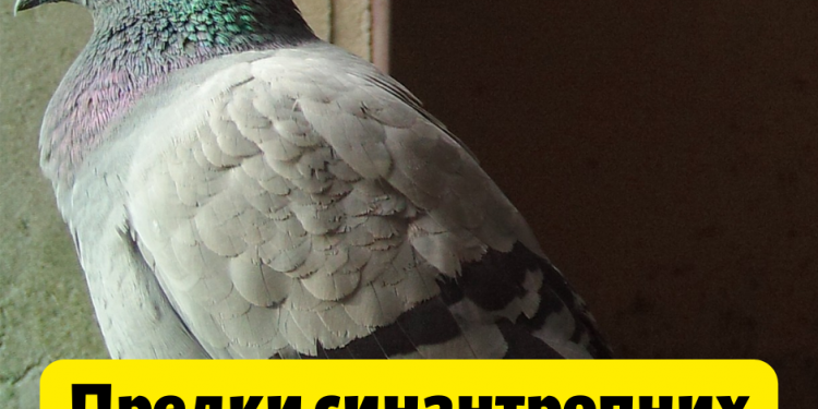 Сизі голуби – різноманіття популяції під загрозою