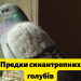 Сизі голуби – різноманіття популяції під загрозою