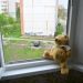 У Чорткові дитина випала з вікна