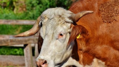 Вигодувала: бик напав на свою хазяйку – жінка померла