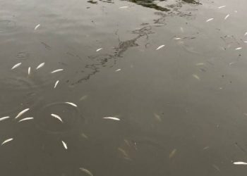 Чому загинула риба на “Чайці”: триває слідство