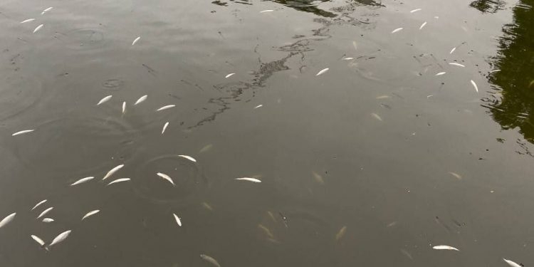 Чому загинула риба на “Чайці”: триває слідство