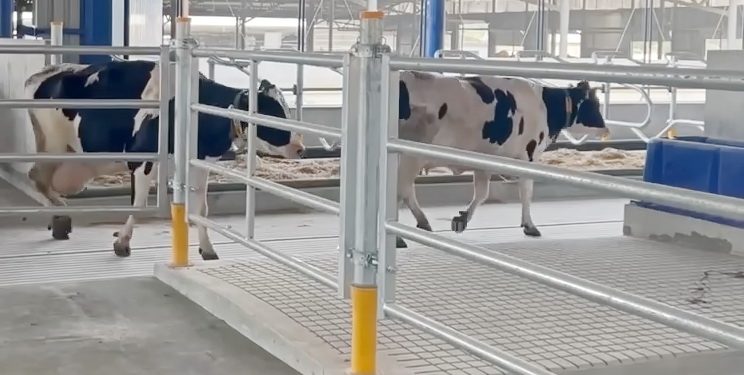 «Бучачагрохлібпром» побудував новітній корівник