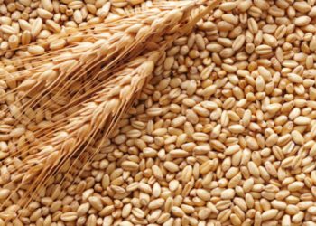 Тернопільщина зібрала зерно