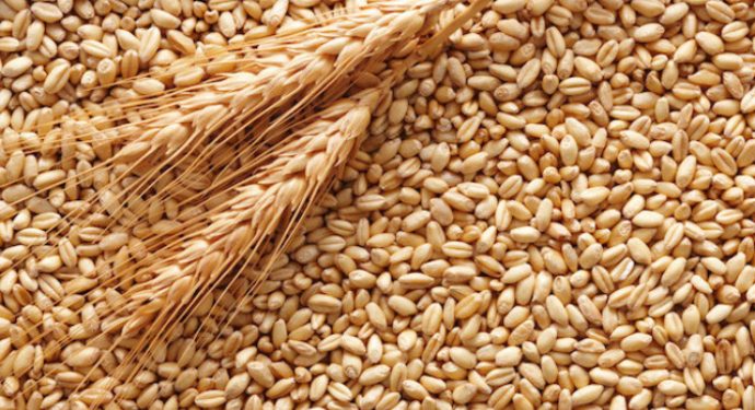 Тернопільщина зібрала зерно