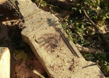 У Бучачі влада нищить цвинтар і вирубує на ньому дерева на сотні тисяч гривень