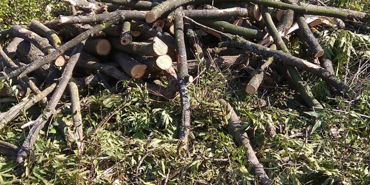 На міському цвинтарі у Бучачі кояться дивні речі (відео)