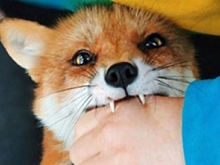 Скорочуватимуть чисельність диких лисиць та кабанів