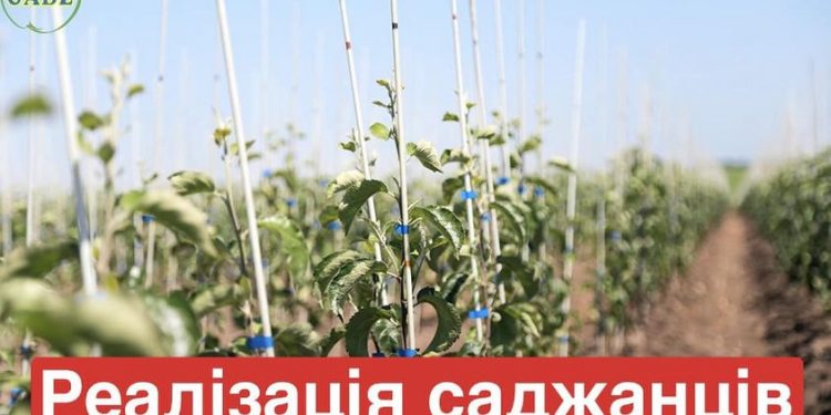 ФГ «Гадз» реалізує високоякісні саджанці плодових дерев та смородини