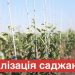 ФГ «Гадз» реалізує високоякісні саджанці плодових дерев та смородини