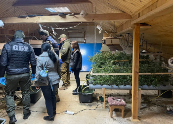 На Тернопільщині чоловік вирощував коноплю на горищі (фото)