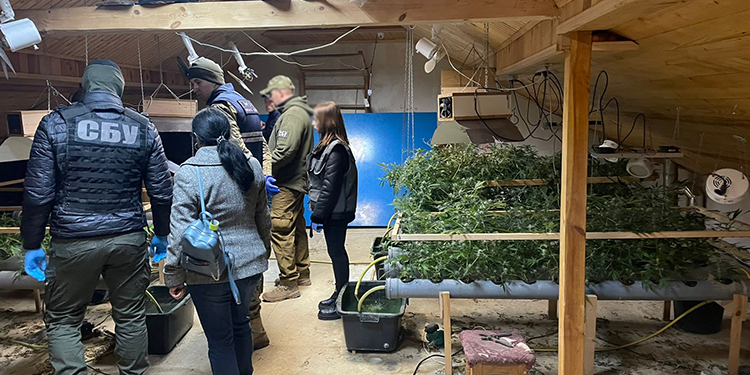 На Тернопільщині чоловік вирощував коноплю на горищі (фото)