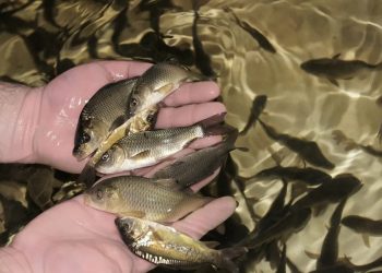 Рибозавод шукає робочі руки на Тернопільщині