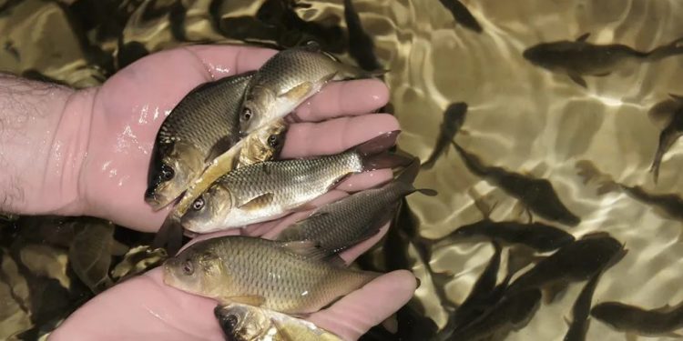 Рибозавод шукає робочі руки на Тернопільщині