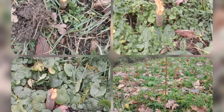 На Тернопільщині вандали зламали молоді сакури (фото)